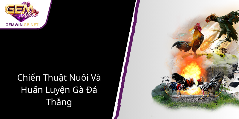 Đá Gà Đòn Mộc Hóa - Nghệ Thuật Đấu Trường Chuyên Nghiệp Cùng GEMWIN 2 Chien Thuat Nuoi Va Huan Luyen Ga Da Thang