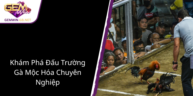 Đá Gà Đòn Mộc Hóa - Nghệ Thuật Đấu Trường Chuyên Nghiệp Cùng GEMWIN 1 Kham Pha Dau Truong Ga Moc Hoa Chuyen Nghiep