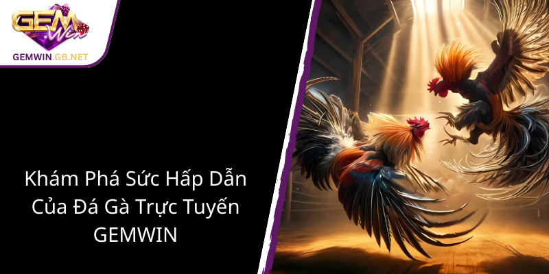 Đá Gà Ao Làng - Truyền Thống Gặp Gỡ Công Nghệ Trong Thế Giới GEMWIN 1 Kham Pha Suc Hap Dan Cua Da Ga Truc Tuyen Gemwin