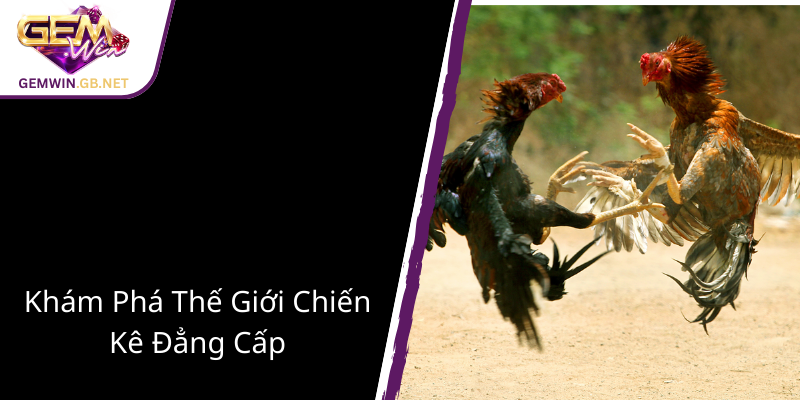 Khám Phá Thế Giới Đá Gà GEMWIN - Nơi Hội Tụ Những Cao Thủ Chân Chính 1 Kham Pha The Gioi Chien Ke Dang Cap1