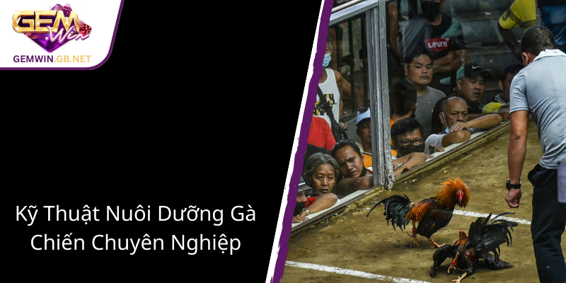 Khám Phá Thế Giới Đá Gà GEMWIN - Nơi Hội Tụ Những Cao Thủ Chân Chính 2 Ky Thuat Nuoi Duong Ga Chien Chuyen Nghiep1