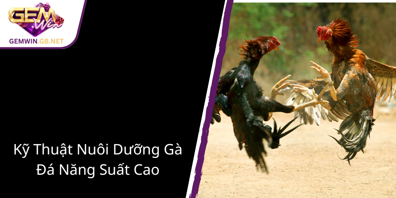 Đá Gà Lai Mỹ GEMWIN - Nghệ Thuật Chiến Đấu Chuyên Nghiệp Và Đẳng Cấp Cao 2 Ky Thuat Nuoi Duong Ga Da Nang Suat Cao