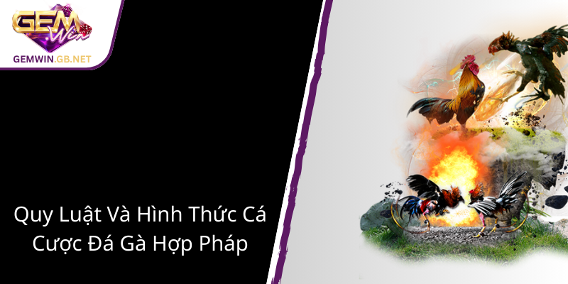 Đá Gà Giải Campuchia Tại GEMWIN - Sân Chơi Trực Tuyến Đẳng Cấp Thế Giới 2 Quy Luat Va Hinh Thuc Ca Cuoc Da Ga Hop Phap