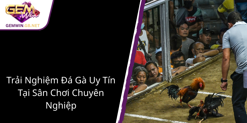 Đá Gà Ao Làng - Truyền Thống Gặp Gỡ Công Nghệ Trong Thế Giới GEMWIN 3 Trai Nghiem Da Ga Uy Tin Tai San Choi Chuyen Nghiep